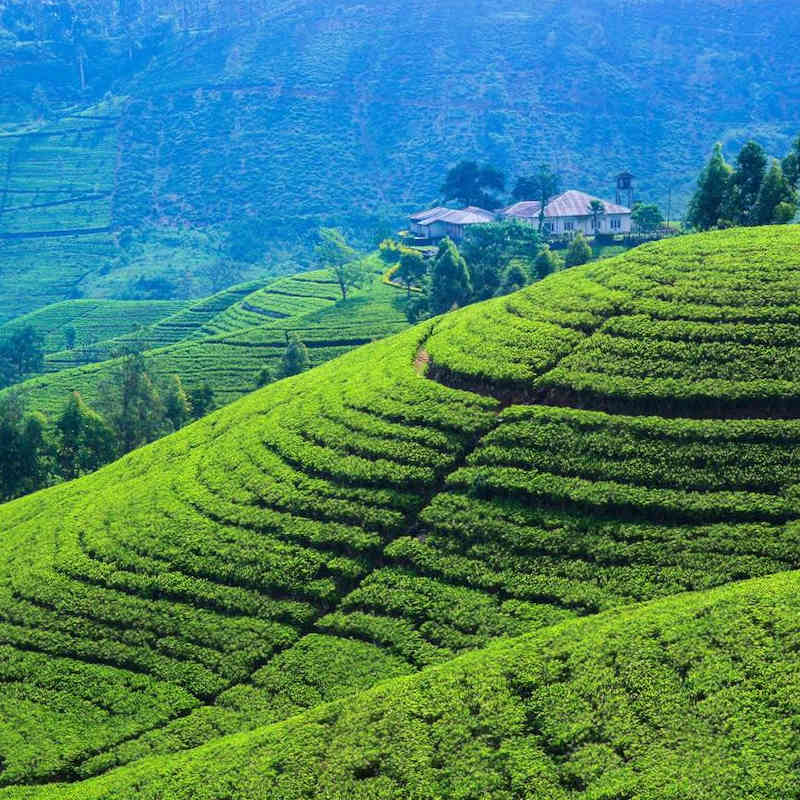 Чайные плантации Шри-Ланки - фото