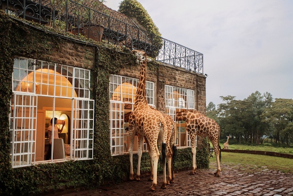 ТОП 10 удивительных отелей с дикой природой